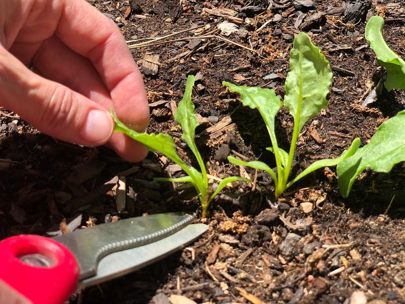 Thin seedlings while they are still young