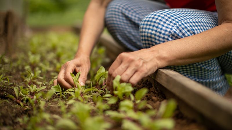 Thin young seedlings and leave room for roots