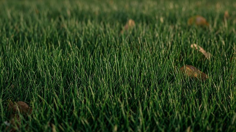 This works best on an established tall-fescue lawn