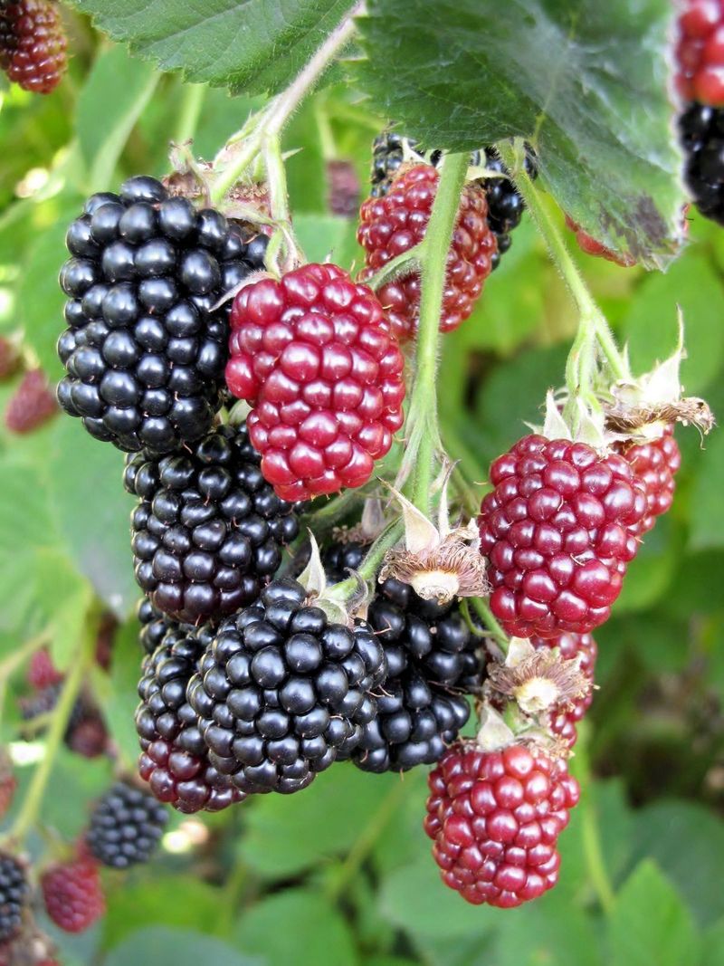 Thornless Blackberry