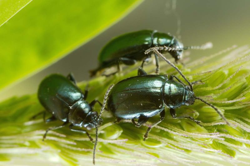 Those pinprick holes may point to flea beetles