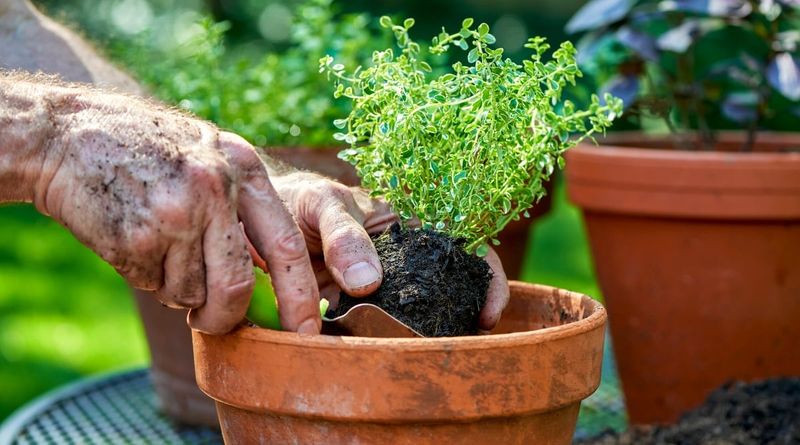 Thyme