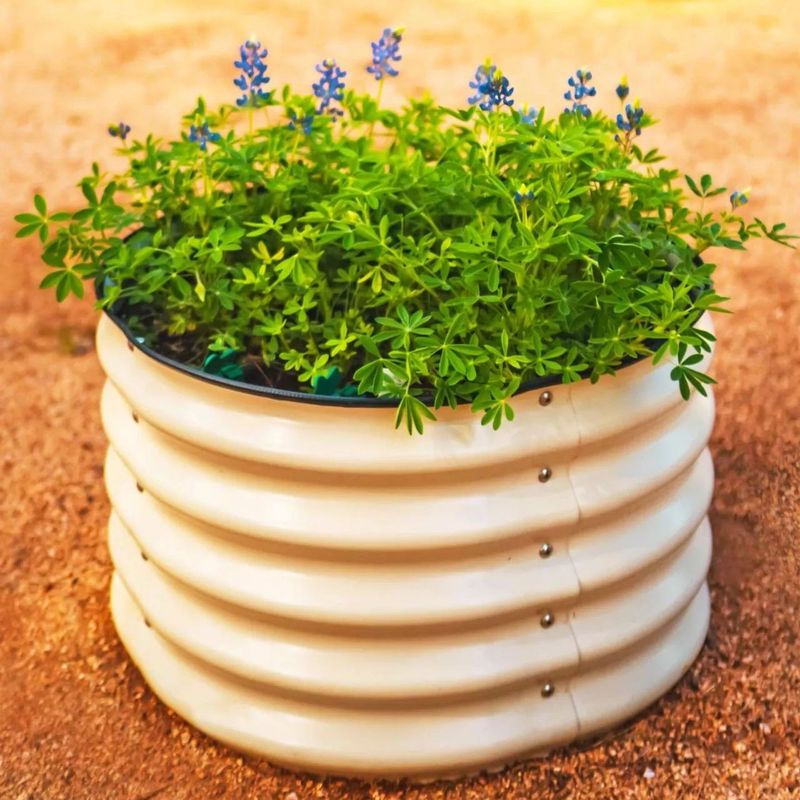 Thyme