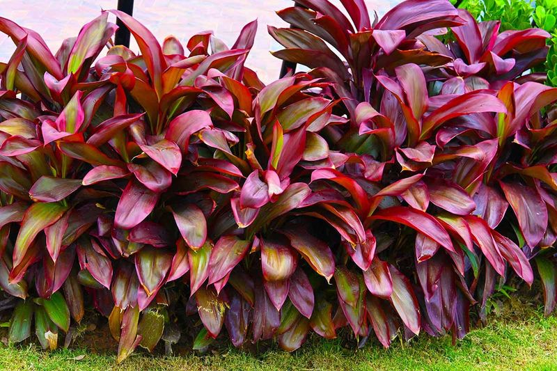 Ti Plant Ti Plant
