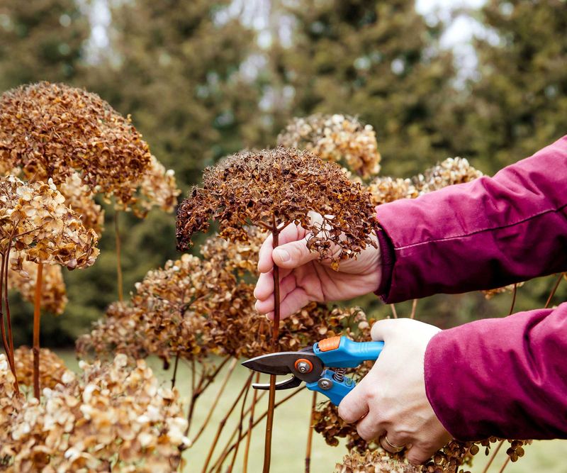 Tidy flowerheads without reshaping the shrub