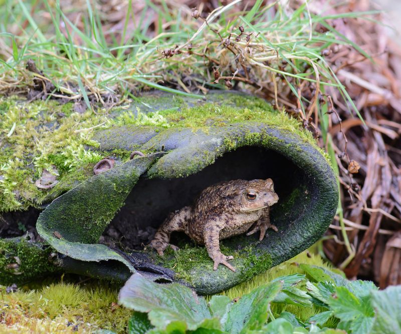 Toads can contribute to pest control, but they are not a plan