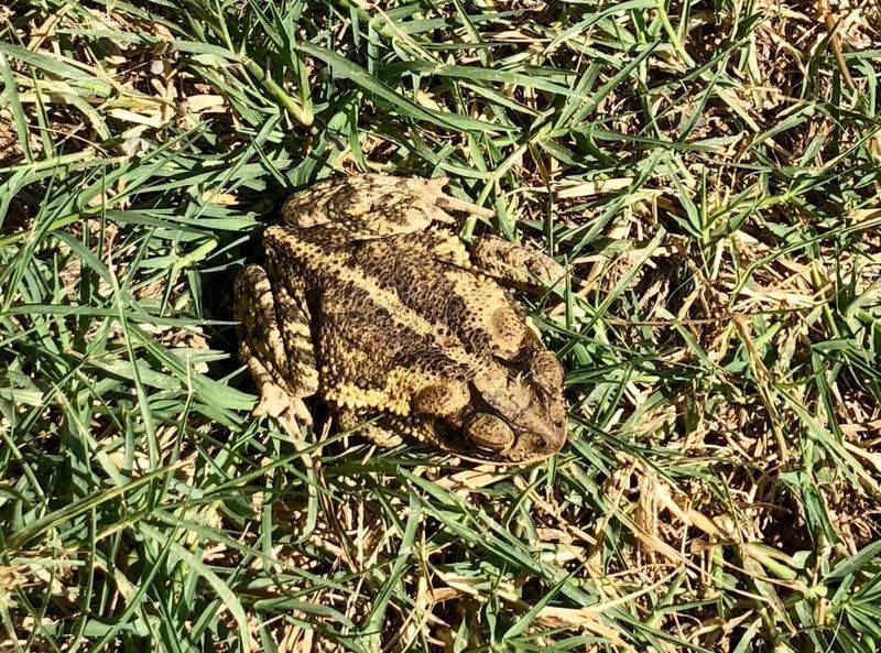 Toads eat small arthropods, but they are not a pest-control plan