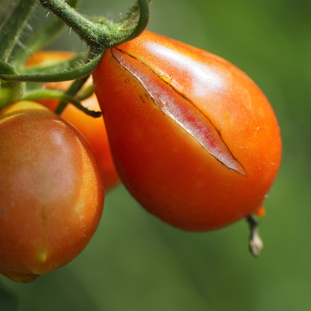 Tomato cracking is linked to moisture swings, not cool roots
