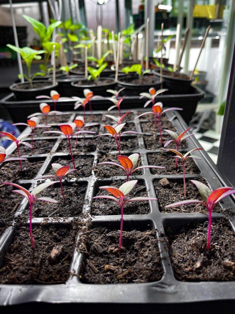 Tomato seed-starting has a separate disease concern Tomato seed-starting has a separate disease concern