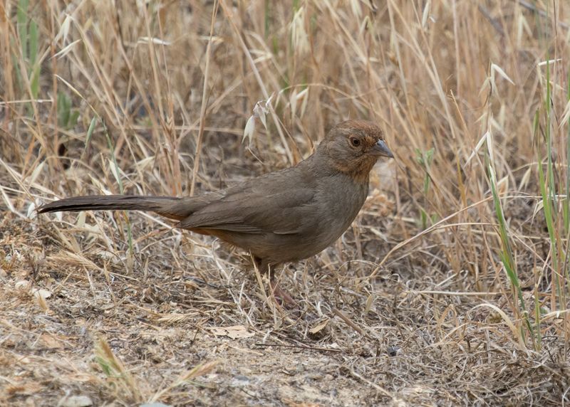 Towhees forage for food, not garden cleanup Towhees forage for food, not garden cleanup