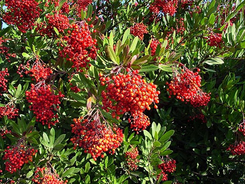 Toyon Toyon