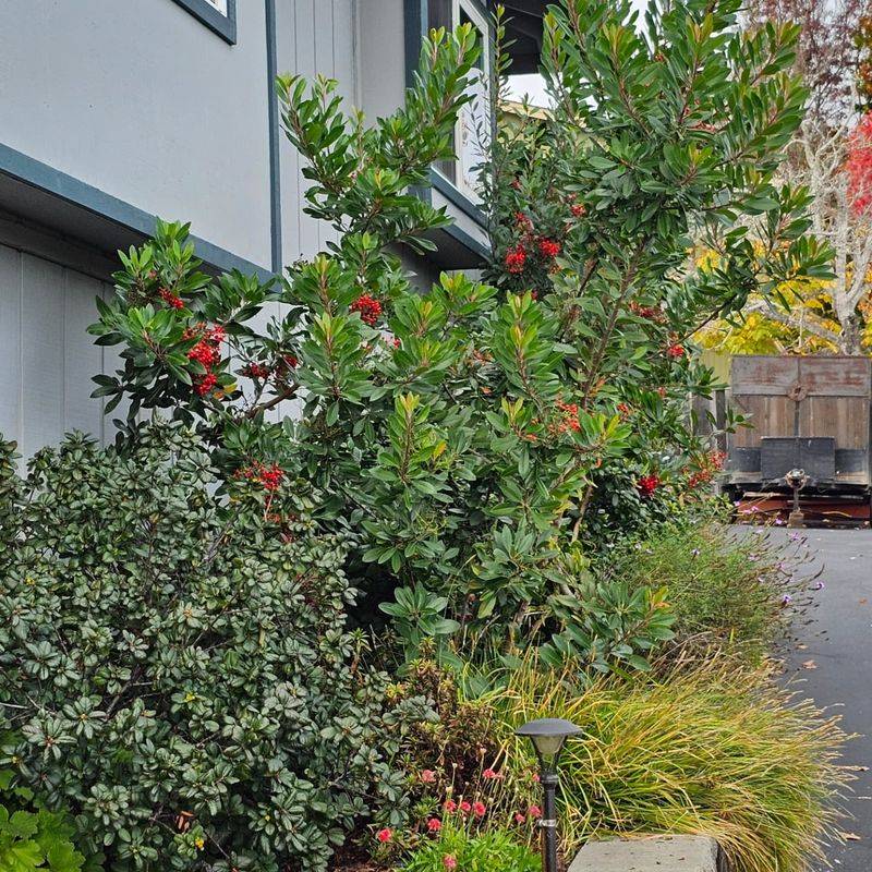 Toyon