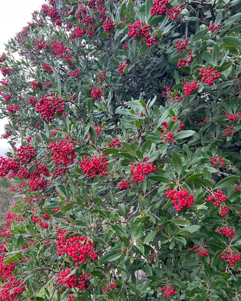 Toyon (Heteromeles arbutifolia) Toyon (Heteromeles arbutifolia)