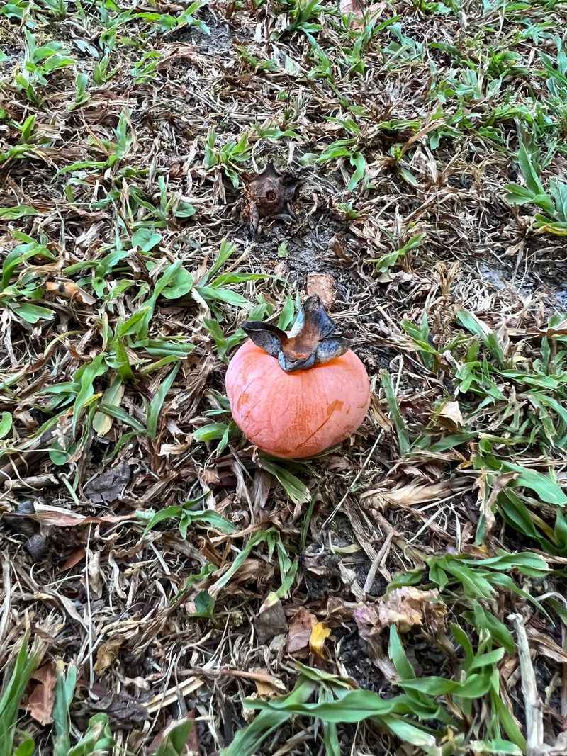 Track when and how the fruit falls