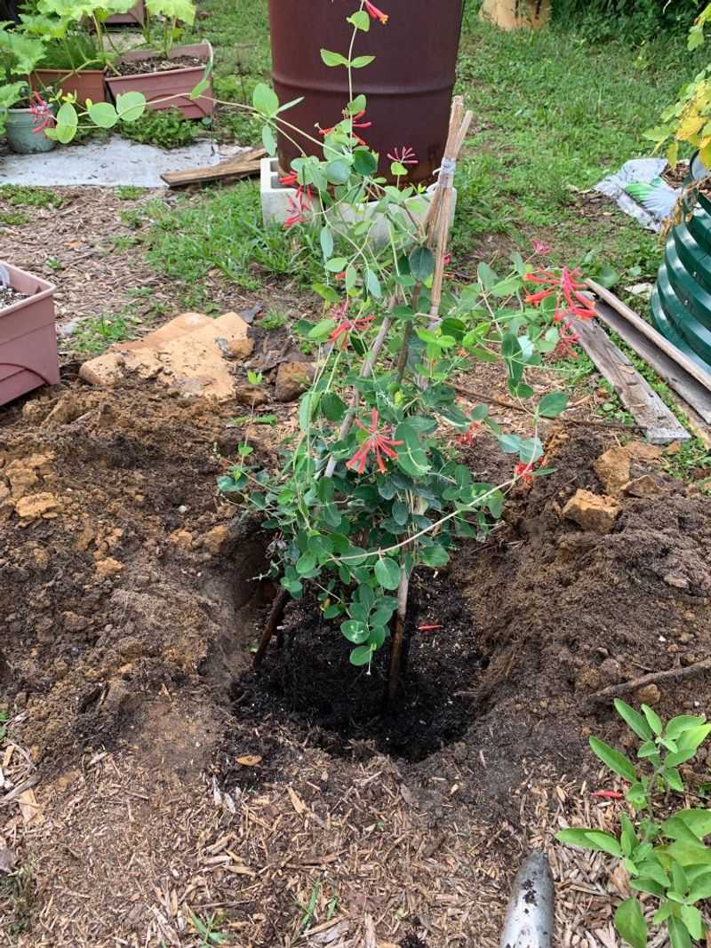 Train the vine and water it as it establishes Train the vine and water it as it establishes