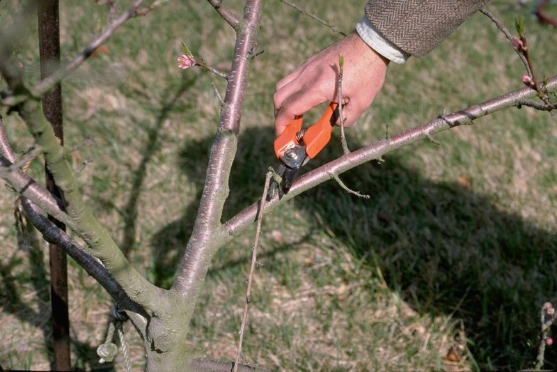 Train young trees with regular structural pruning