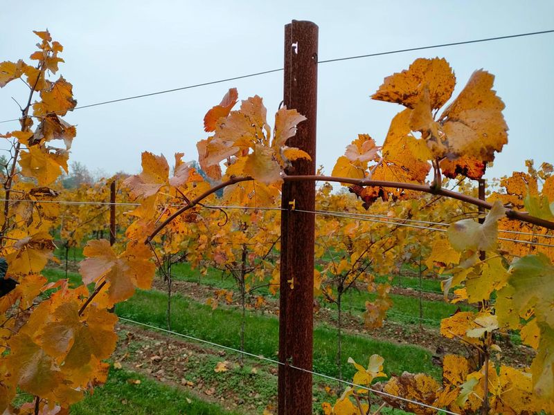 Train young vines before using mature-vine pruning