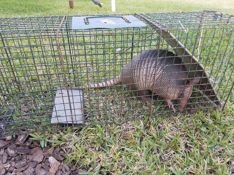 Trapping brings legal and handling responsibilities Trapping brings legal and handling responsibilities