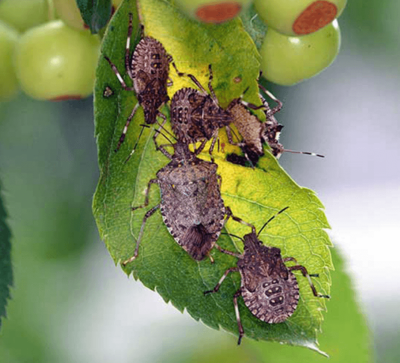 Traps and sprays are not guaranteed harvest-savers Traps and sprays are not guaranteed harvest-savers