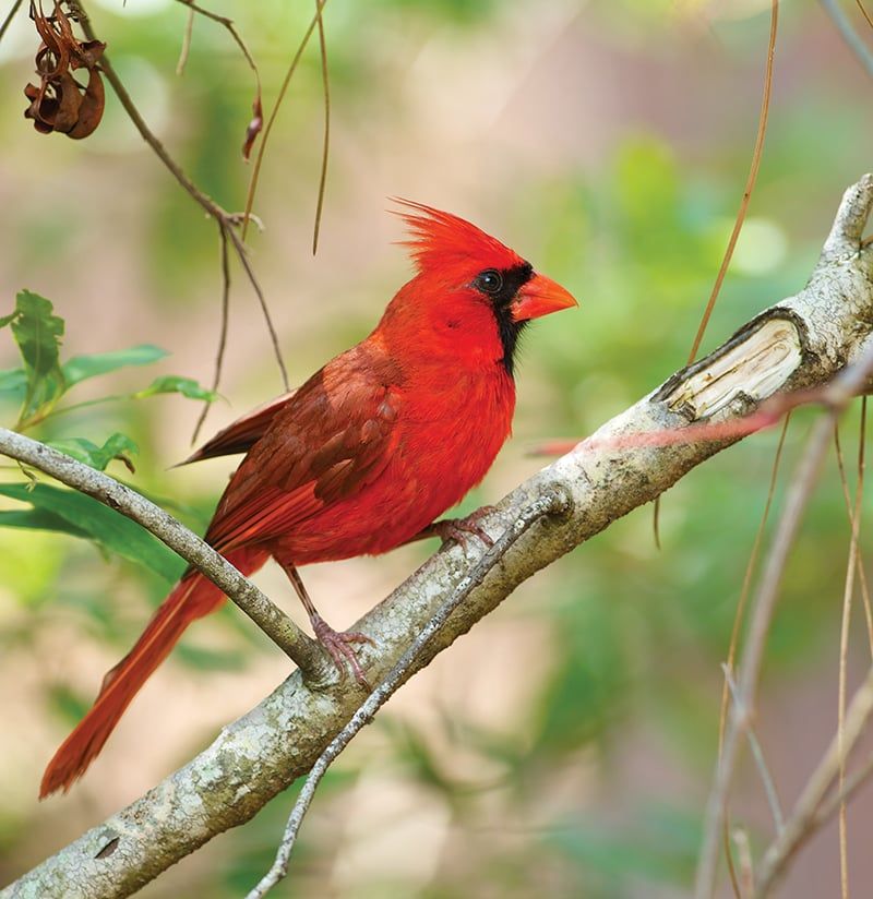 Treat Bird Benefits as a Longer-Term Possibility Treat Bird Benefits as a Longer-Term Possibility