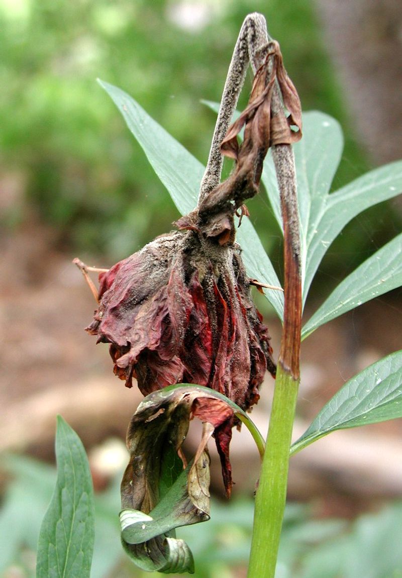 Treat Botrytis as one part of the care picture