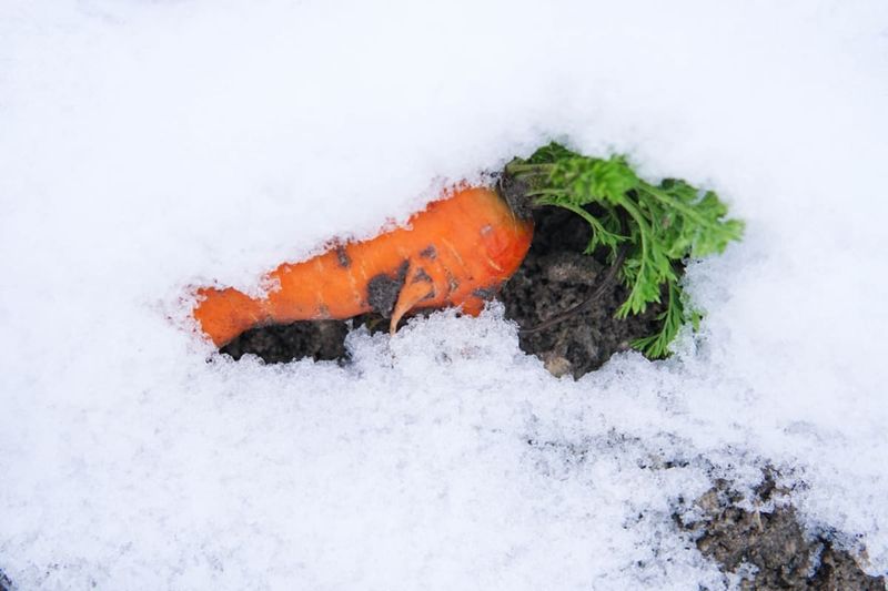 Treat a mulched bed as a harvest window, not a sweetness guarantee