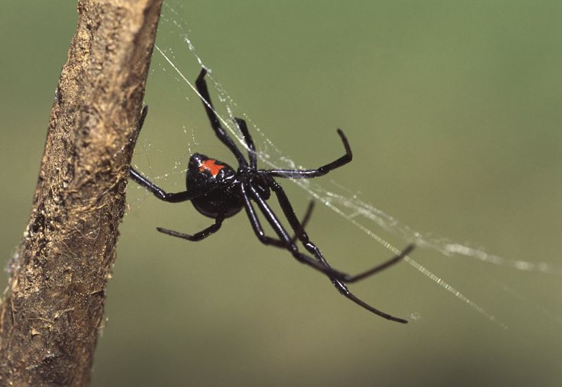 Treat a sighting as a cue for care, not alarm