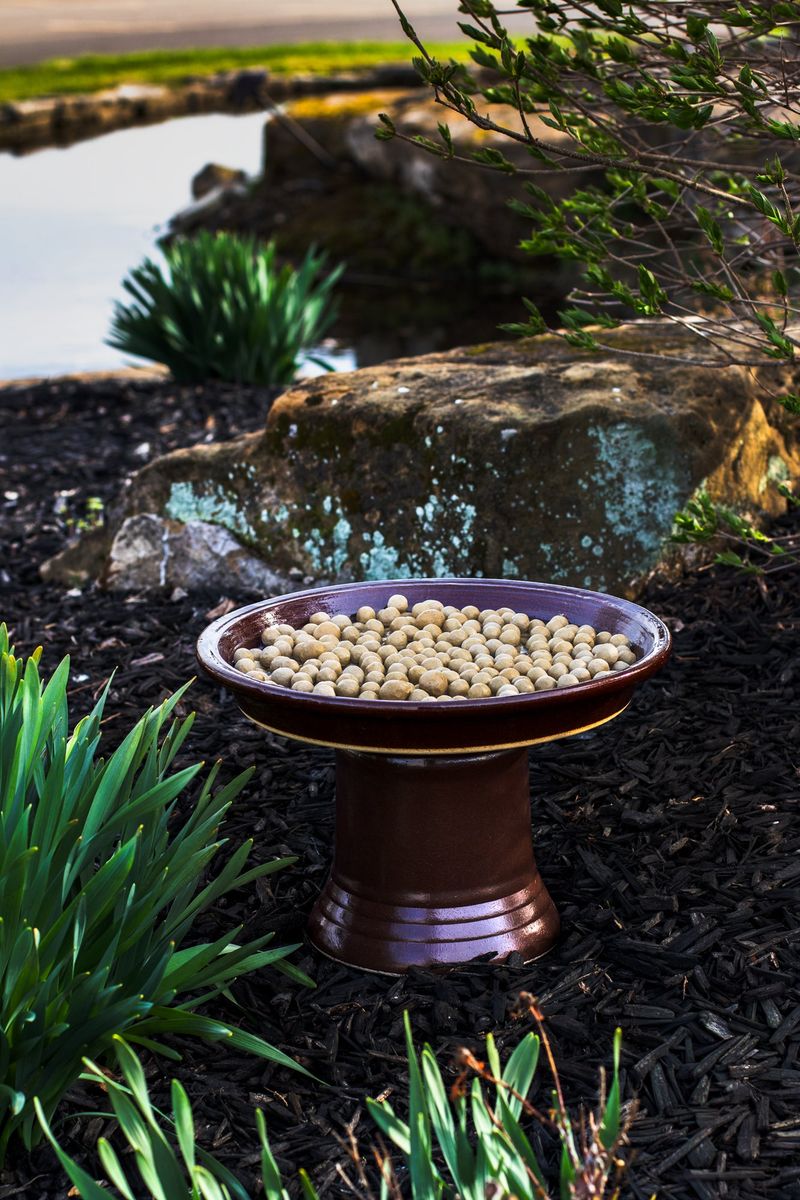 Treat a water dish as optional, not a lizard lifesaver