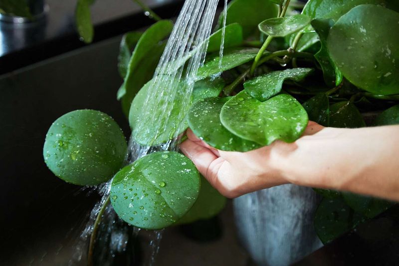 Treat a weekly rinse as a reminder, not a proven schedule