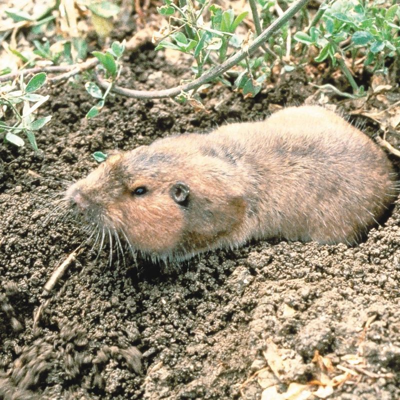 Treat active gopher damage now and consider wildlife risks from poison