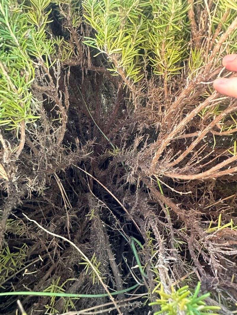 Treat an old, bare shrub as a selective-removal problem