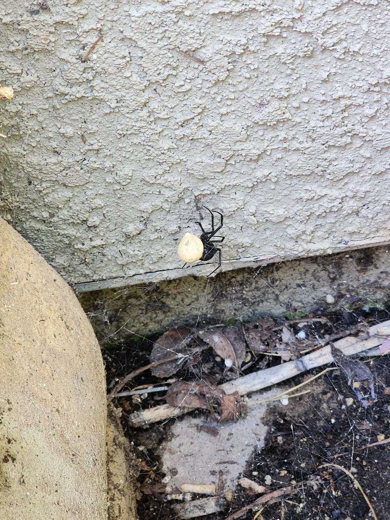 Treat an unidentified spider or sac cautiously Treat an unidentified spider or sac cautiously