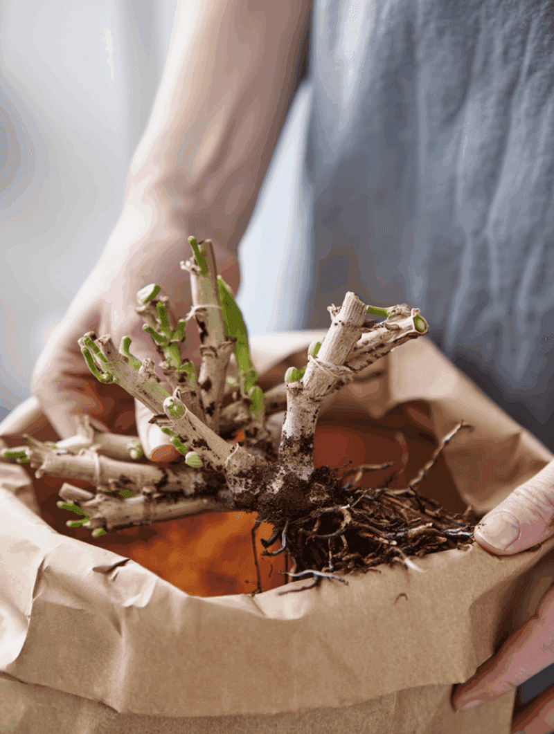 Treat dormant storage as a separate option
