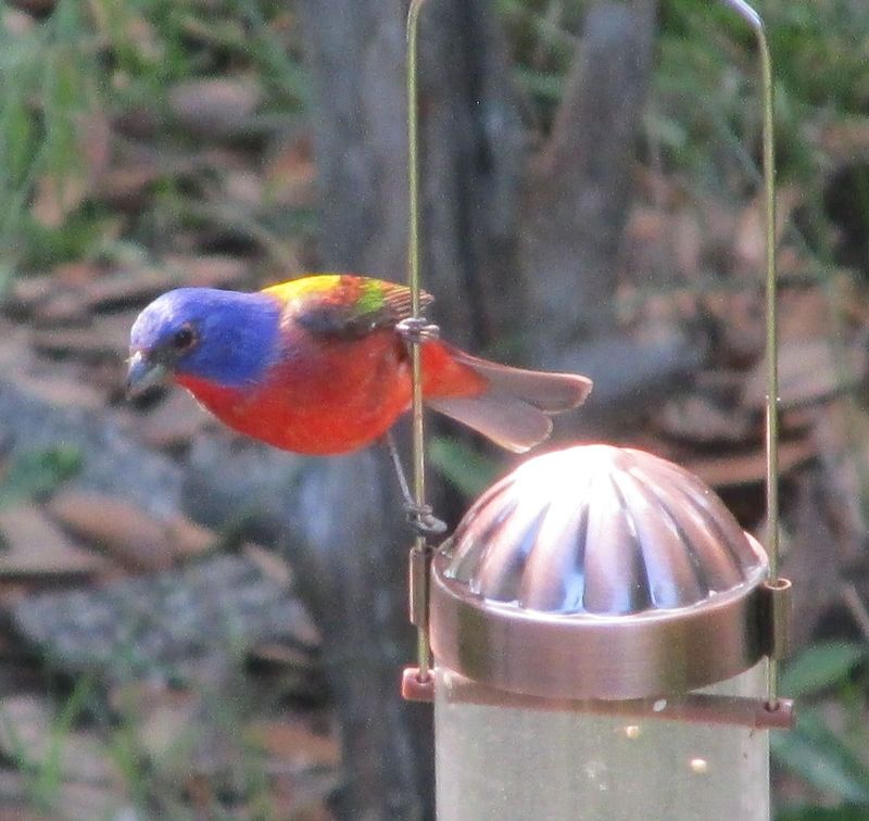 Treat feeders as a supplement to habitat