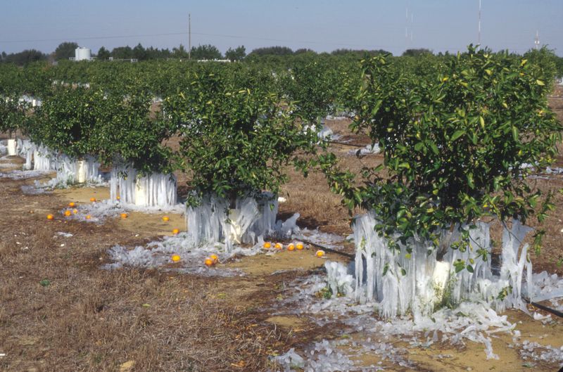 Treat frost preparation as a separate watering decision
