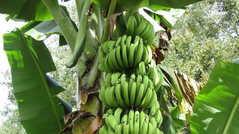 Treat fruit as a possible later payoff Treat fruit as a possible later payoff