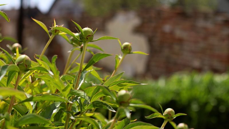 Treat larger flowers as a separate spring goal