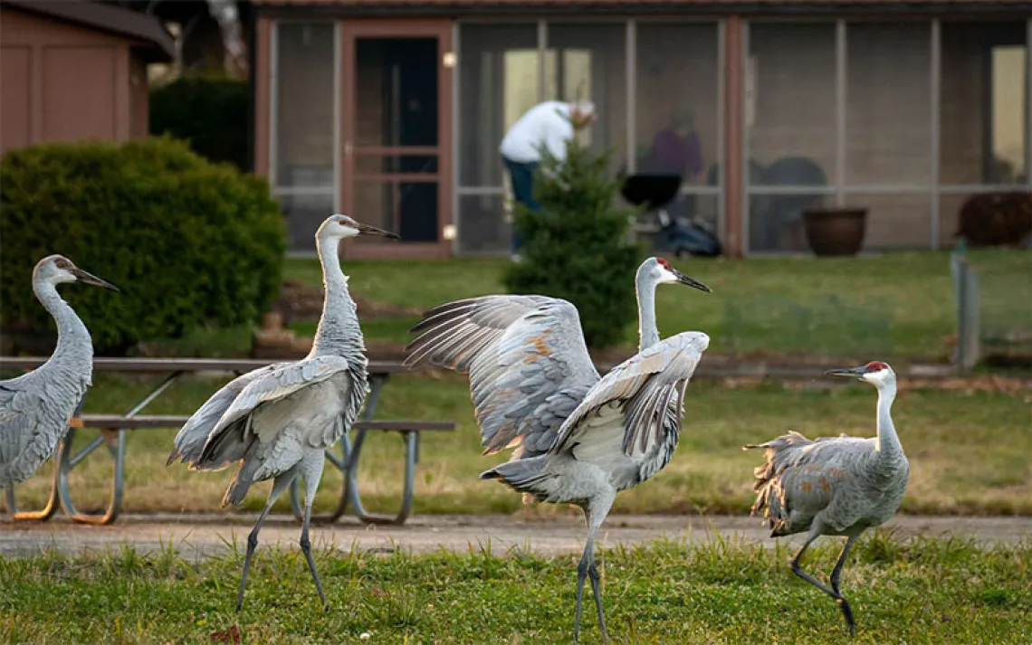 Treat repeat sightings as a habitat clue, not proof of identity