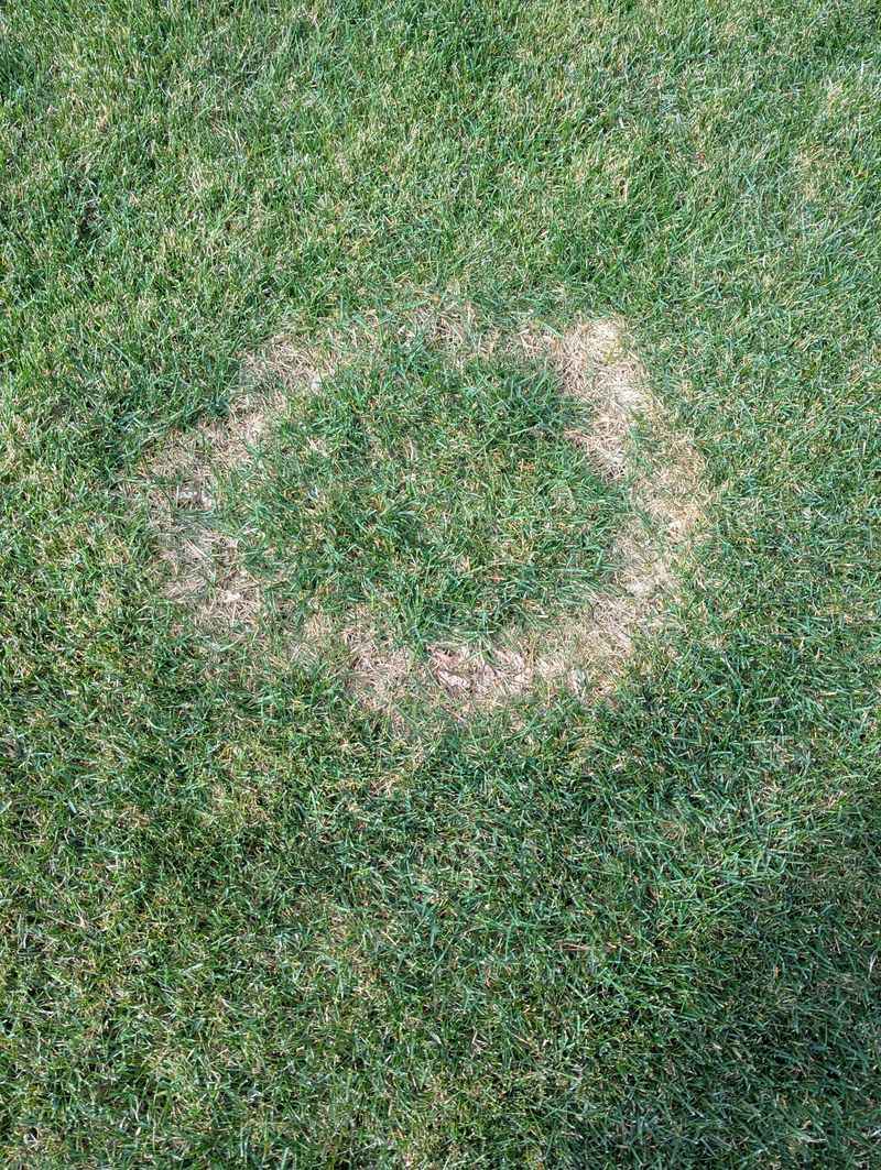 Treat the ring as a clue, not a soil report