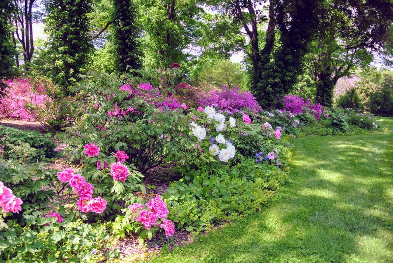 Treat timely cutback as good care, not a bloom guarantee
