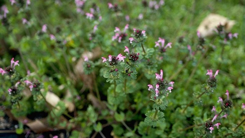Treat visible henbit as an emerged weed