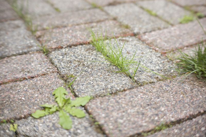 Treat weeds carefully and expect ongoing maintenance