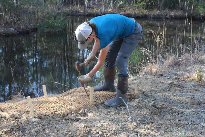 Treat wet-site live stakes as a separate use Treat wet-site live stakes as a separate use