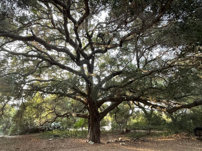 Tree of Life Nursery, San Juan Capistrano