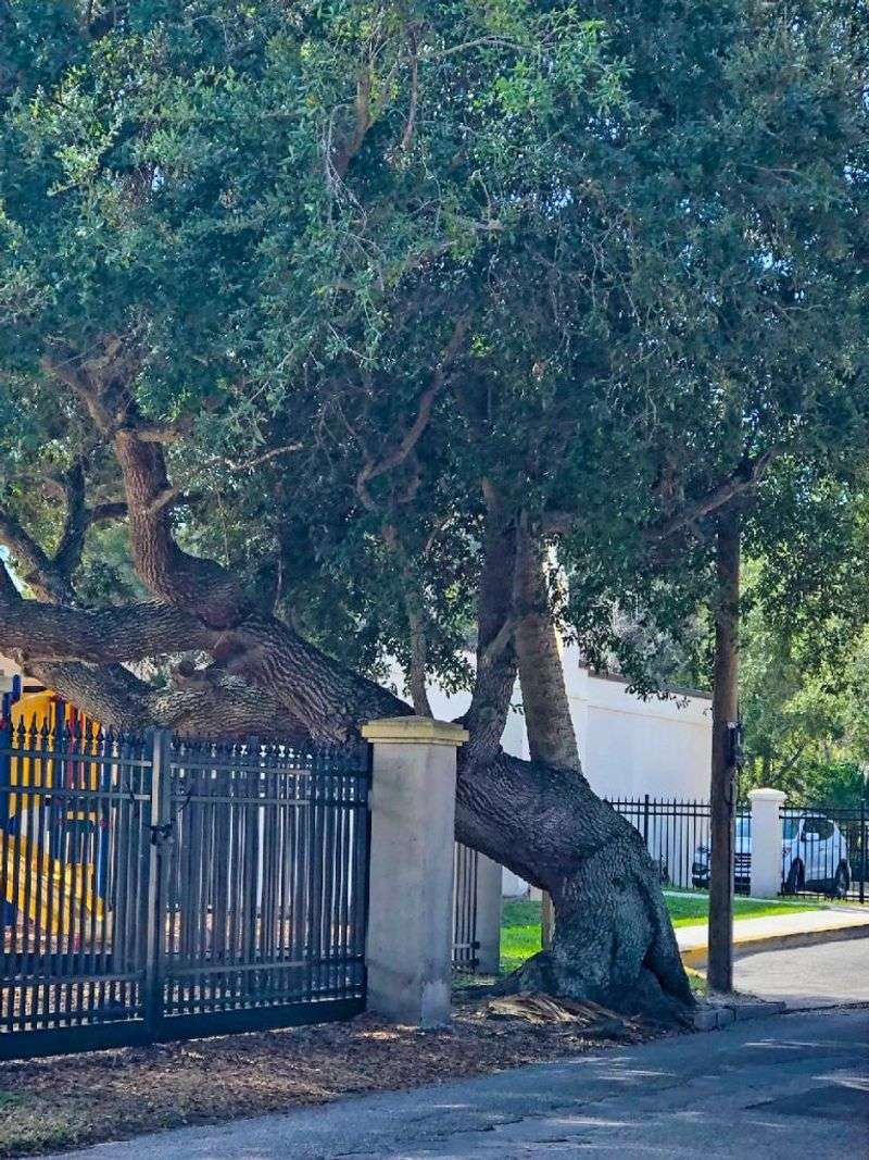 Tree ownership starts with the trunk