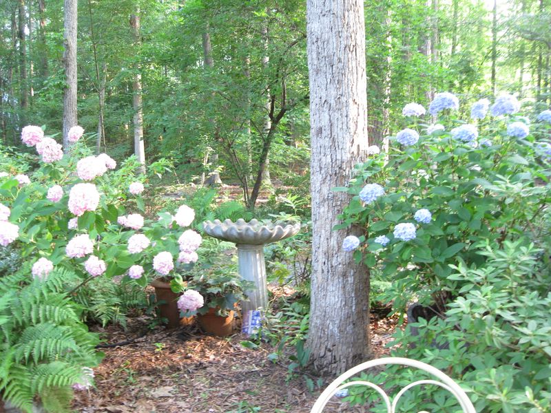 Tree roots are a water clue, not a bloom diagnosis Tree roots are a water clue, not a bloom diagnosis