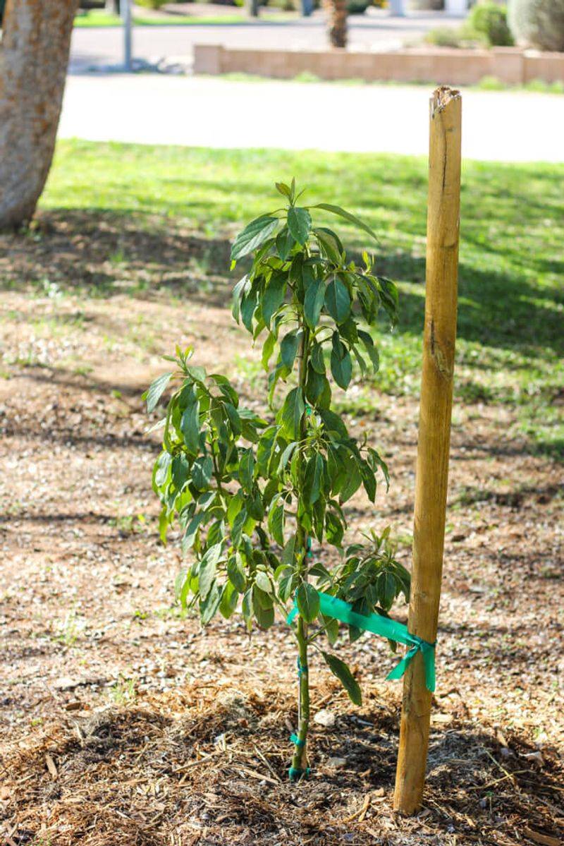 Tree size and site conditions rule out a one-size schedule