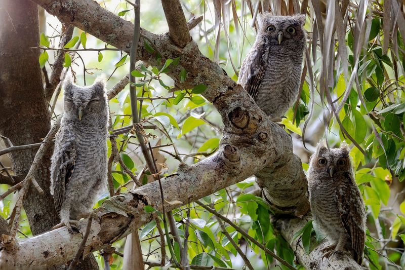 Tree structure matters more than a magic species Tree structure matters more than a magic species