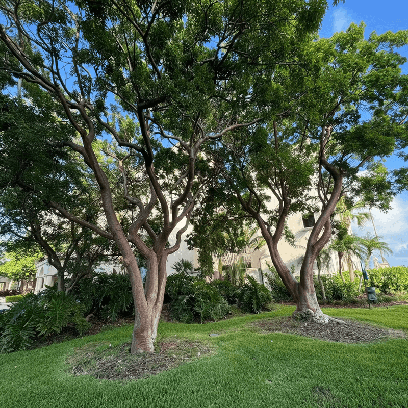 Trees That Match Local Soil and Weather
