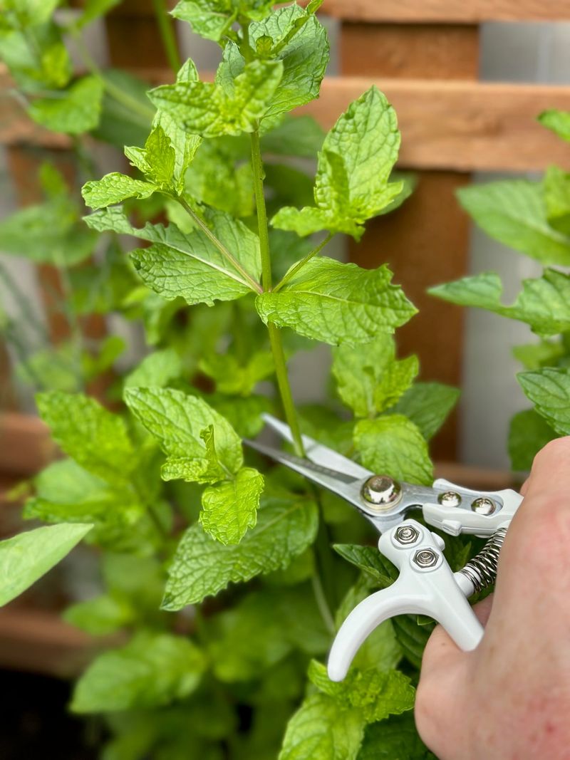 Trim a few long stems while the plant is growing Trim a few long stems while the plant is growing